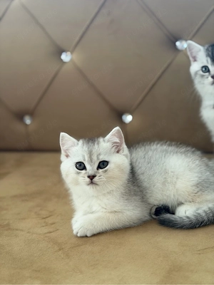 baby katze.  Bild 4