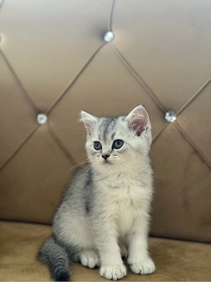 baby katze.  Bild 3