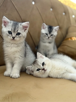 baby katze. 