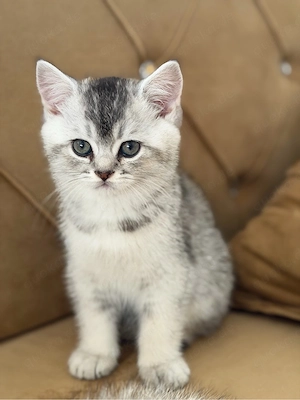 baby katze.  Bild 2