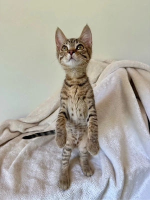 Vier Kitten, Sphynx, suchen ihre Familien Bild 4