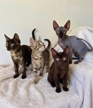 Vier Kitten, Sphynx, suchen ihre Familien Bild 2