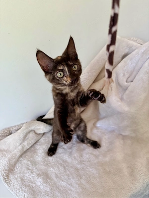 Vier Kitten, Sphynx, suchen ihre Familien Bild 3