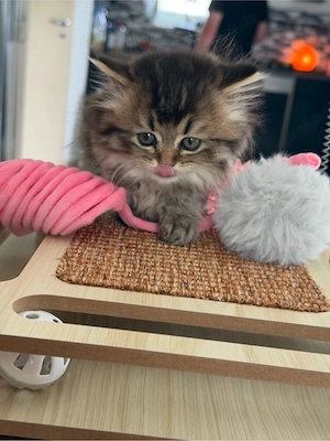 BKH   BLH Baby Mädchen Katze