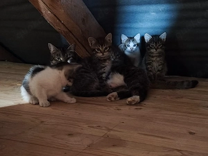 Kitten abzugeben 