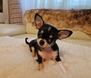 Chihuahua Welpe