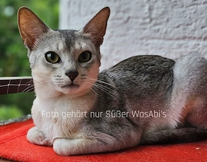  Abessinier-Deckkater in schwarz-silberfarben 