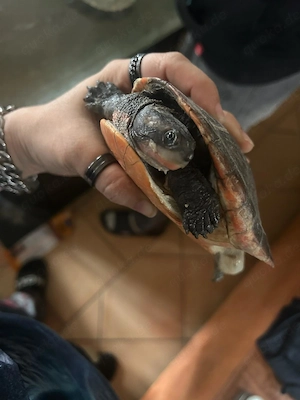 Verkaufe Wasserschildkröten Bild 2