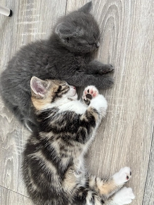 BKH kitten babykatzen katze 