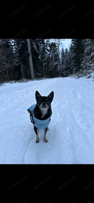 Liebevolles Zuhause für Chihuahua-Pinscher-Mischling gesucht