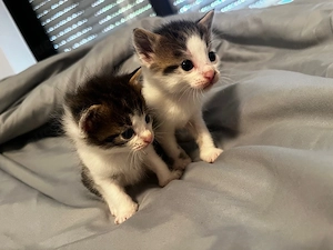 2 süße Kitten suchen ein liebevolles Zuhause