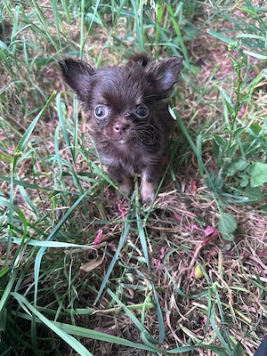 Süße Chihuahua Welpen suchen ihr Traumzuhause