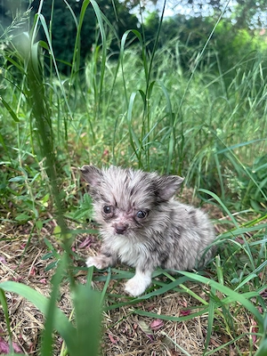 Süße Chihuahua Welpen suchen ihr Traumzuhause Bild 5