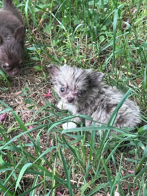 Süße Chihuahua Welpen suchen ihr Traumzuhause Bild 3