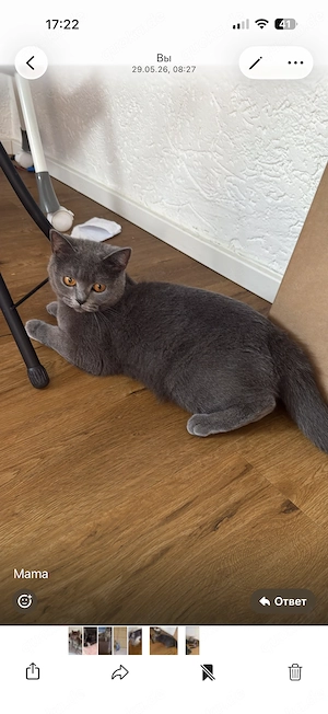 Reinrassige Bkh Kitten.Abholung bereit.