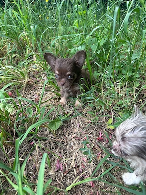 Süße Chihuahua Welpen suchen ihr Traumzuhause Bild 2