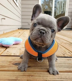 Französische Bulldoggen Welpen alle 6 mit Dokumenten Bild 4