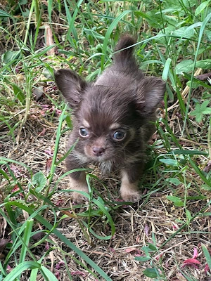 Süße Chihuahua Welpen suchen ihr Traumzuhause Bild 4