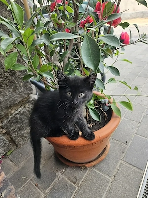 Kleine Katze abzugeben 