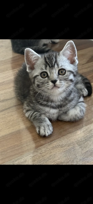Reinrassige Bkh Kitten.