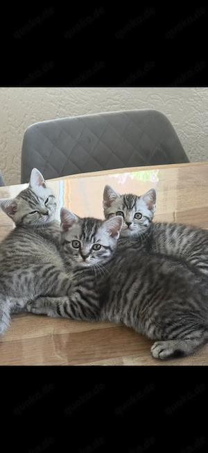 Reinrassige Bkh Kitten.