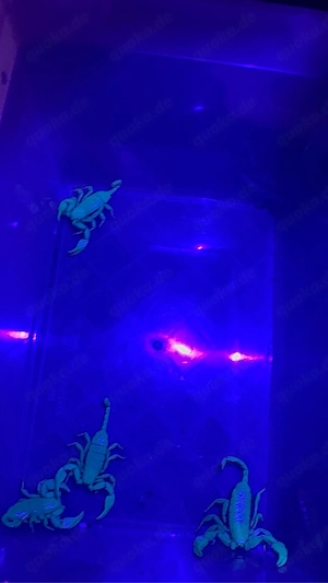 Italicus Scorpion