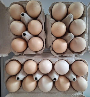 Mechelner Huhn gesperbert Bruteier zu verkaufen