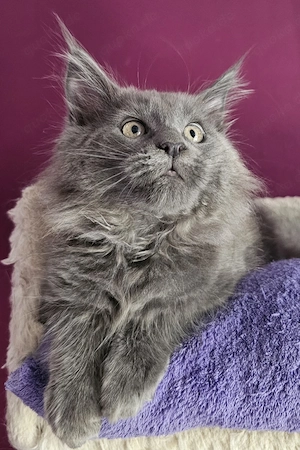Maine Coon Baby Kitten Kätzchen 