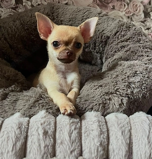 Chihuahua Rüde 