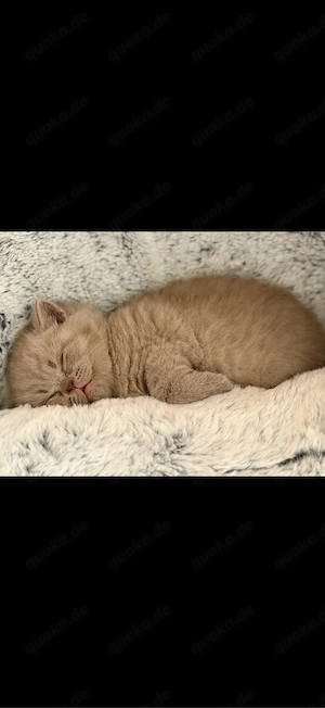 BKH Kitten  Bild 2