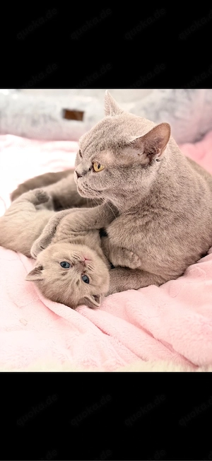 BKH Kitten  Bild 3