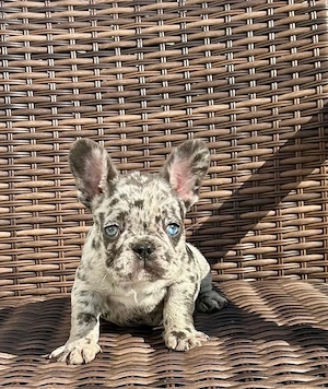 Französische Bulldoggen Welpen alle 6 mit Dokumenten Bild 5