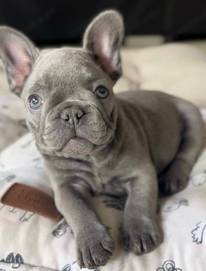 Französische Bulldoggen Welpen alle 6 mit Dokumenten Bild 2