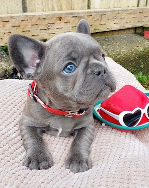 Französische Bulldoggen Welpen alle 6 mit Dokumenten Bild 3