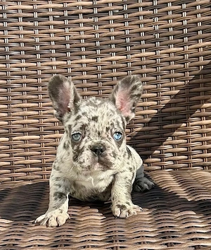 Französische Bulldoggen Welpen alle 6 mit Dokumenten Bild 6