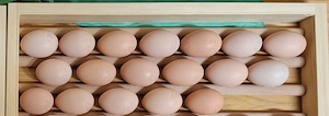 Zwergwyandotten orangefarbig gebändert Bruteier zu verkaufen
