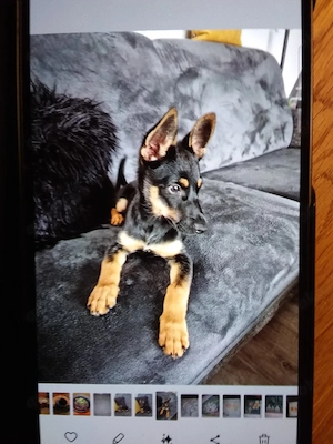Pinscher-Schäferhund-Mix     weiblich,   geb.  Mai 2025