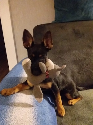 Pinscher-Schäferhund-Mix     weiblich,   geb.  Mai 2025 Bild 2