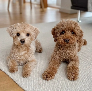 Maltipoo-Welpen