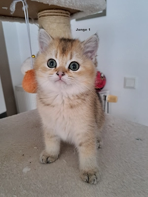 Bkh-Kitten
