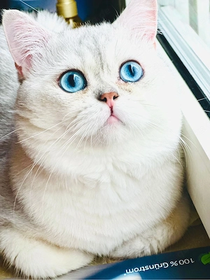 BKH Kater (mit Stammbaum)