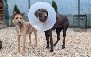 Großer Hund, großes Abenteuer: Klaus-Dieter will die Welt entdecken! Bild 4