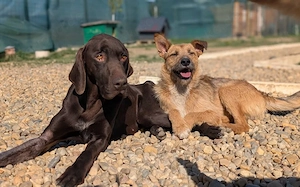 Großer Hund, großes Abenteuer: Klaus-Dieter will die Welt entdecken! Bild 3