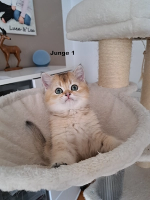 Bkh-Kitten