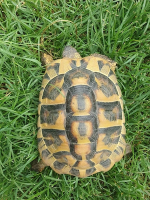 Griechische Landschildkröten 