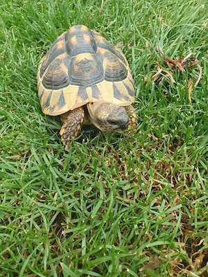 Griechische Landschildkröten  Bild 3