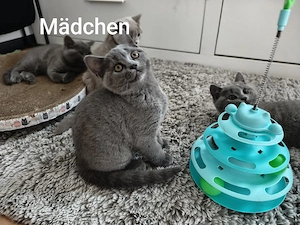 3 Kitten Britisch kurzhaar BkH 