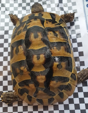 Griechische Landschildkröten  Bild 4