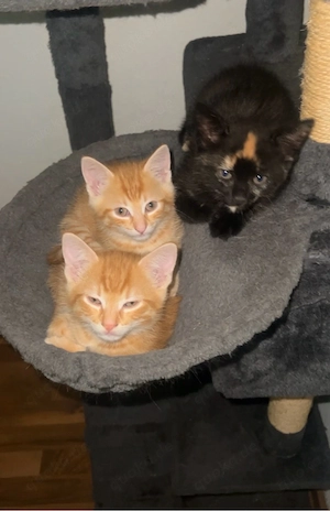 babykatzen abzugeben