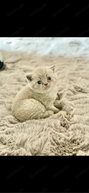 BKH Kitten 